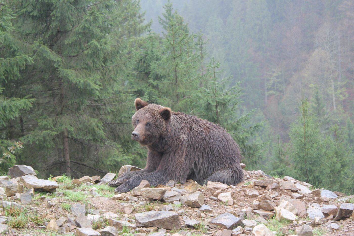 Raportul Planeta Vie 2026 al WWF: Populaţiile de animale sălbatice au scăzut în medie cu 73%. De ce oamenii de ştiinţă cred că nu este prea târziu